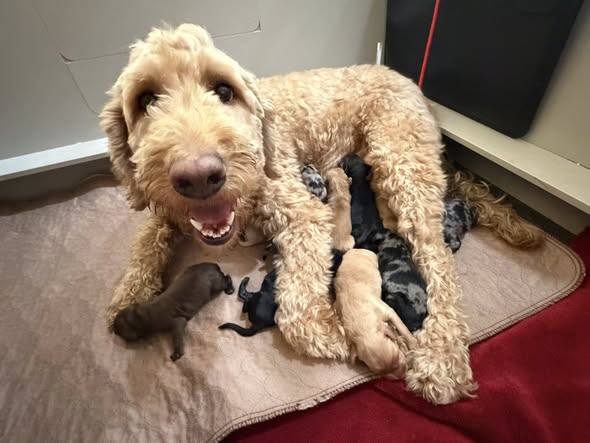 heidi labradoodle litter